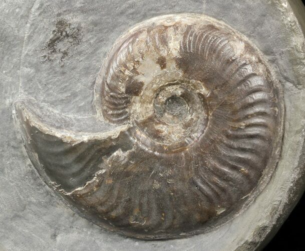 Ammonite (Eleganticeras) In Polished Concretion - England #57902